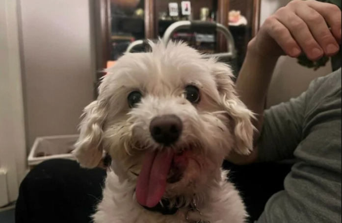 20 photos réconfortantes de chats et de chiens de refuge qui découvrent les joies de la vie de famille