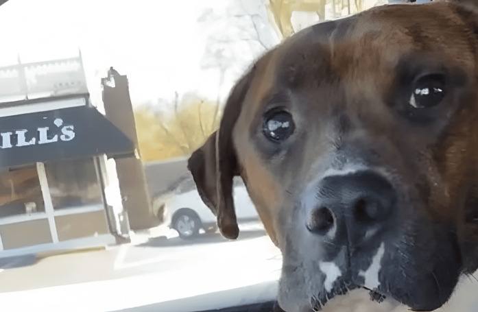 Juste après son adoption, ce chien esquisse un tendre geste envers sa nouvelle maîtresse lors du trajet vers sa maison (vidéo)