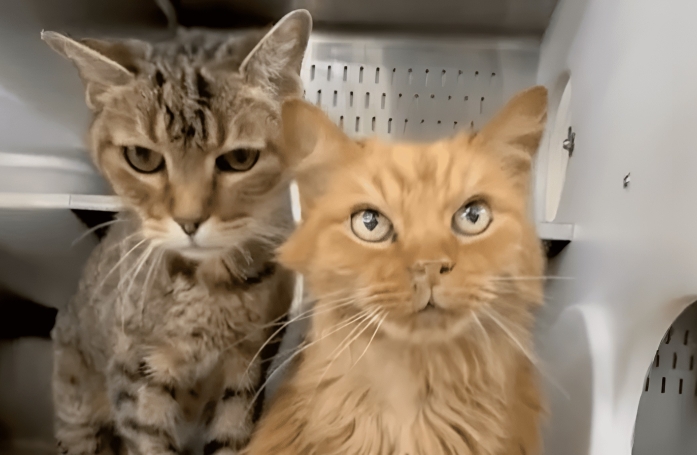Après avoir été adoptés ensemble, 2 chats séniors sont rapportés au refuge après seulement quelques heures (vidéo)