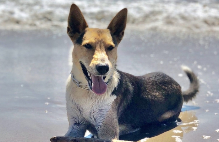 Prêt à tout pour retrouver son chien perdu en vacances, un homme passe une semaine dans sa voiture en pleine forêt