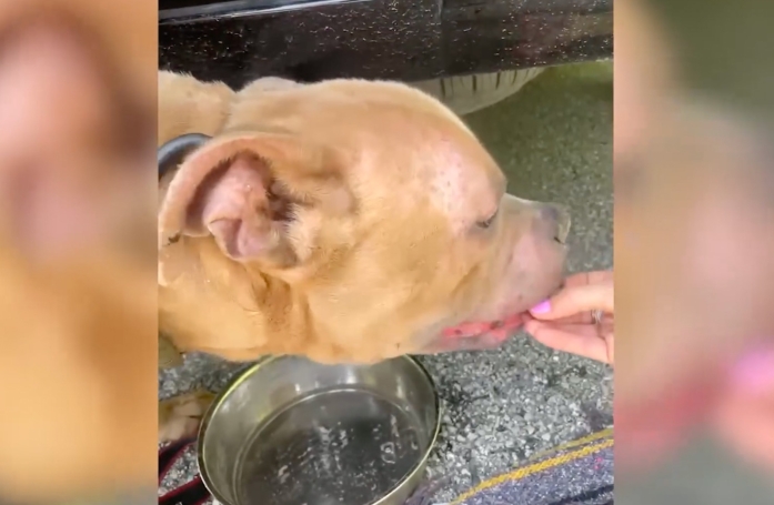 En sauvant un chien jeté d'une voiture, il découvre que sa famille le recherchait depuis un an