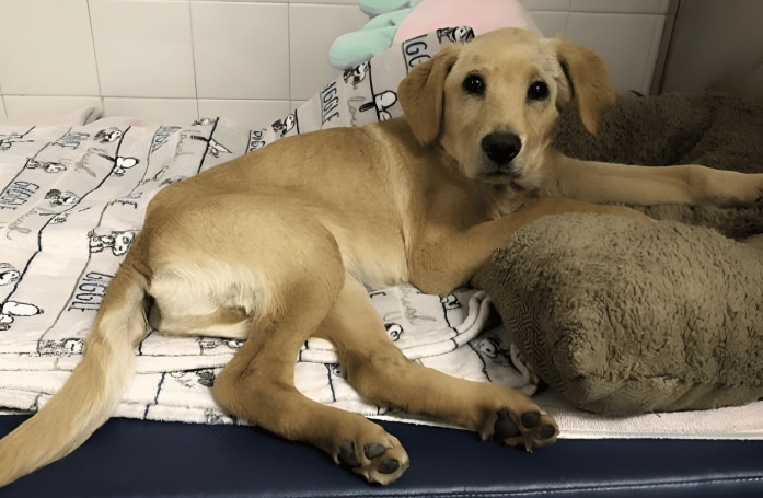 Abandonné blessé dans un sac poubelle, un chiot maltraité entame un long chemin vers la reconstruction