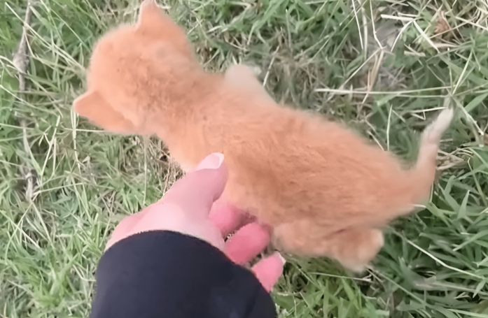 En revenant de ses vacances, une famille fait une rencontre bouleversante sur le bord de la route (vidéo)