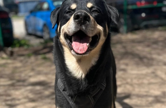 Abandonné pour des motifs économiques, ce croisé Rottweiler rêvait d’intégrer une nouvelle famille