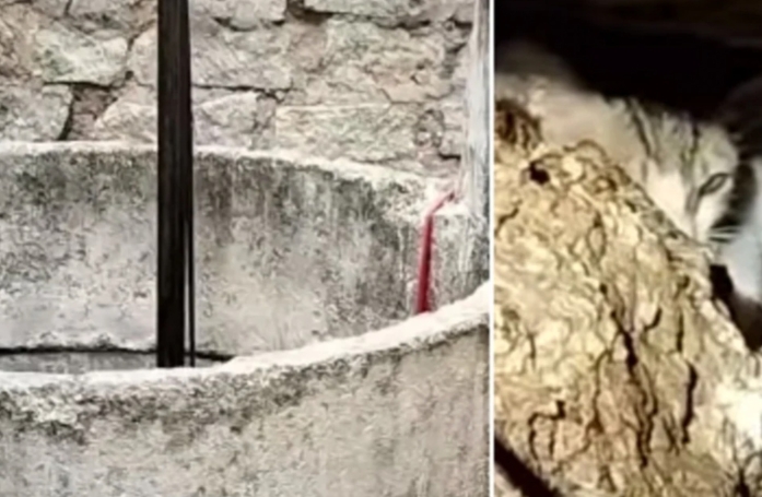 Inquiets pour leur frère coincé dans les profondeurs d'un puits depuis 2 jours, des chatons refusent catégoriquement de l’abandonner (vidéo)