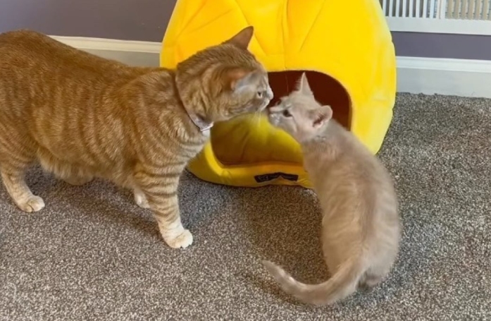 Une chatte craintive et hantée par son passé apprend à aimer la vie grâce à l'arrivée d'un nouveau membre de la famille (vidéo)