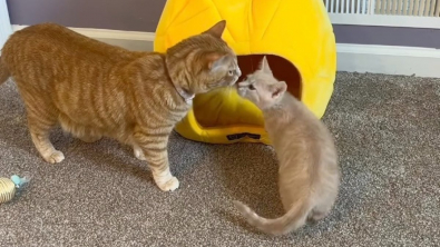 Illustration : Une chatte craintive et hantée par son passé apprend à aimer la vie grâce à l'arrivée d'un nouveau membre de la famille (vidéo)