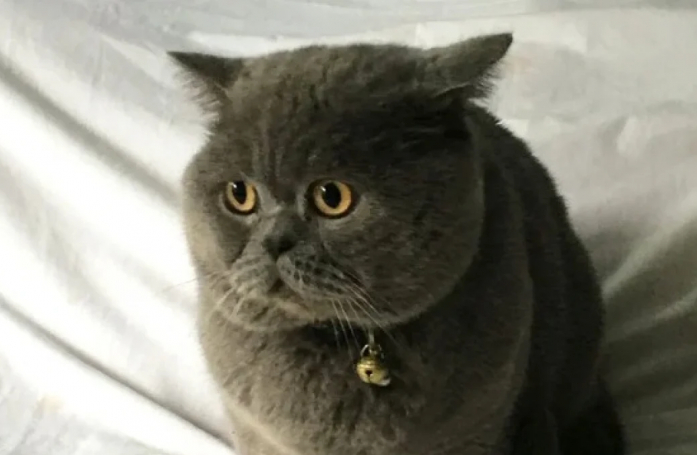 Après avoir attendu son maître pendant 2 ans à la maison, ce chat triste se métamorphose quand il retrouve enfin son humain préféré