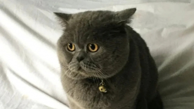 Illustration : Après avoir attendu son maître pendant 2 ans à la maison, ce chat triste se métamorphose quand il retrouve enfin son humain préféré