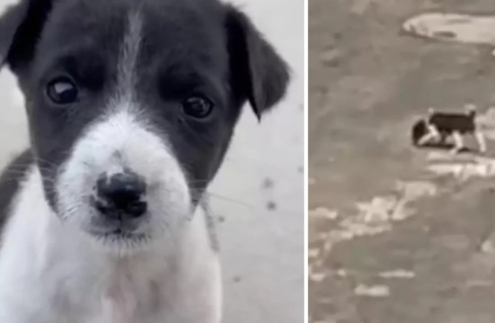 Les pleurs déchirants de ce minuscule chiot abandonné attirent l’attention de bons samaritains prêts à lui offrir une nouvelle vie (vidéo)