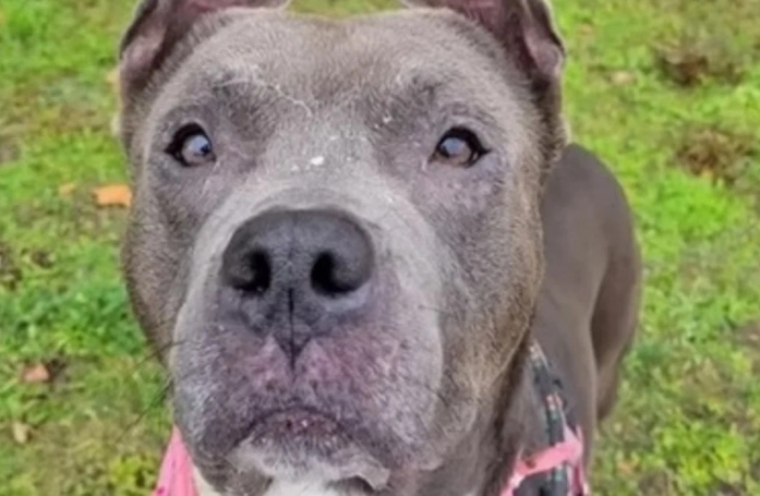 L’histoire émouvante d’une famille qui a roulé plus de 20 heures pour retrouver son chien bienaimé qu’elle croyait mort depuis plusieurs mois