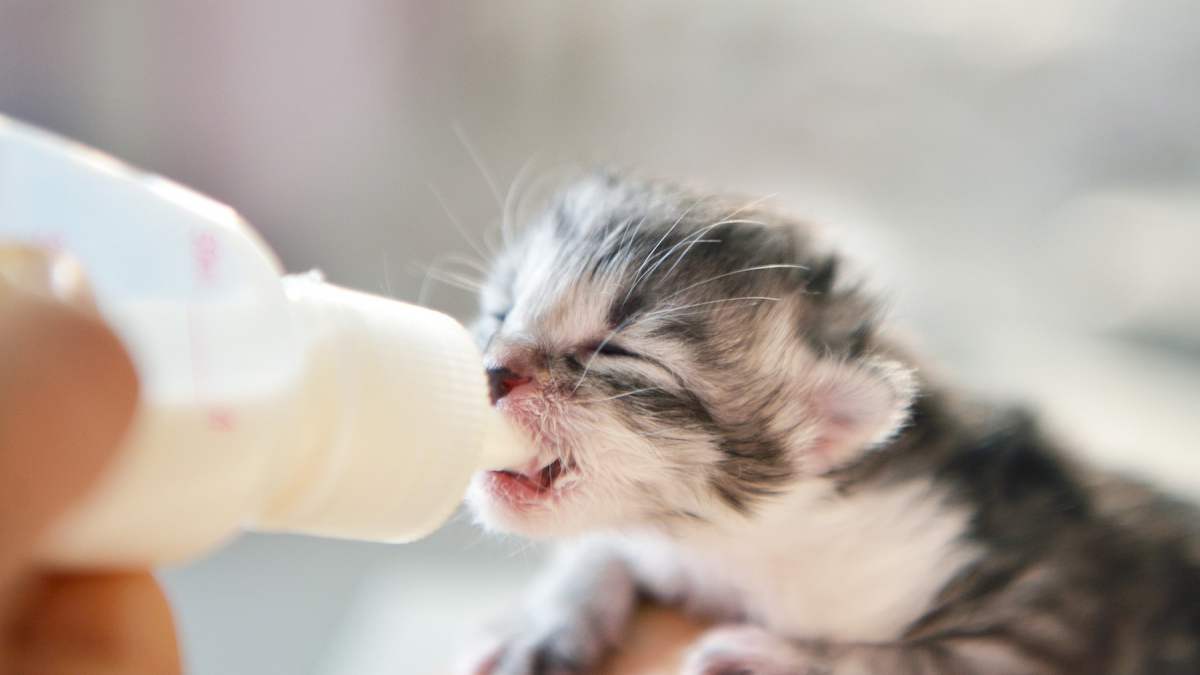 Comment nourrir un chiot ou un chaton au biberon