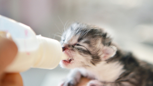 Illustration : "Comment donner le biberon à un chiot ou un chaton ?"