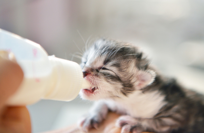 Comment donner le biberon à un chiot ou un chaton ?