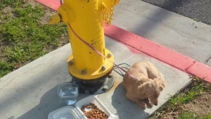 Illustration : "Abandonné dans la rue et attaché à une bouche d'incendie, ce chiot était si triste qu'il refusait de se nourrir"