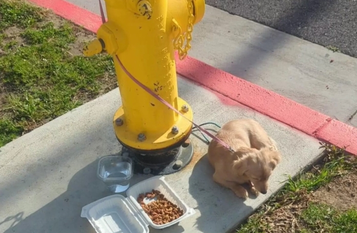 Abandonné dans la rue et attaché à une bouche d'incendie, ce chiot était si triste qu'il refusait de se nourrir
