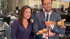 Illustration : "Bow, un chiot orphelin, s'endort à la télé et trouve enfin une famille aimante (vidéo)"