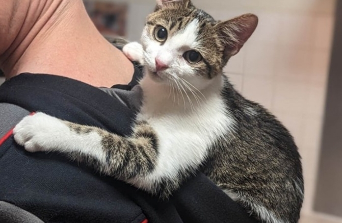 Reconnaissant d’avoir été sauvé de la rue, ce chat déborde d’amour pour ses bienfaiteurs