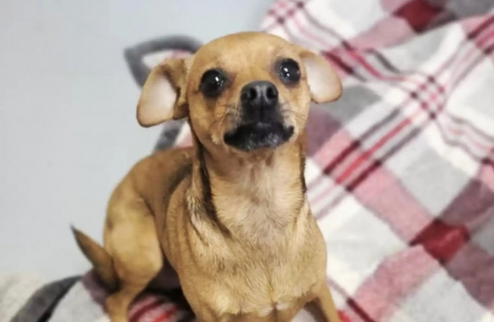 Abandonnée dans un sac accroché à la porte d’un refuge, cette petite chienne se remet doucement de ses émotions