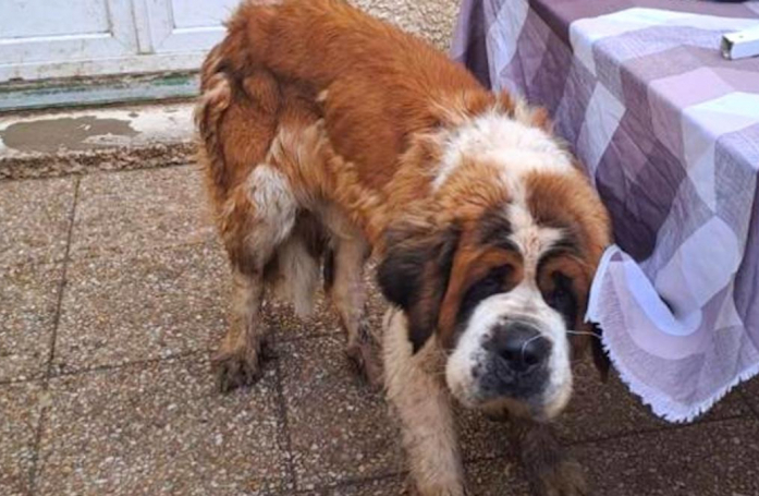 Libérée d’une cour exiguë où elle a vécu plusieurs années, une femelle Saint-Bernard tente de se reconstruire grâce à ses anges gardiens (vidéo)