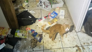 Illustration : "Un gendarme au grand cœur décide de changer le destin d'un chat livré à lui-même dans un appartement insalubre"