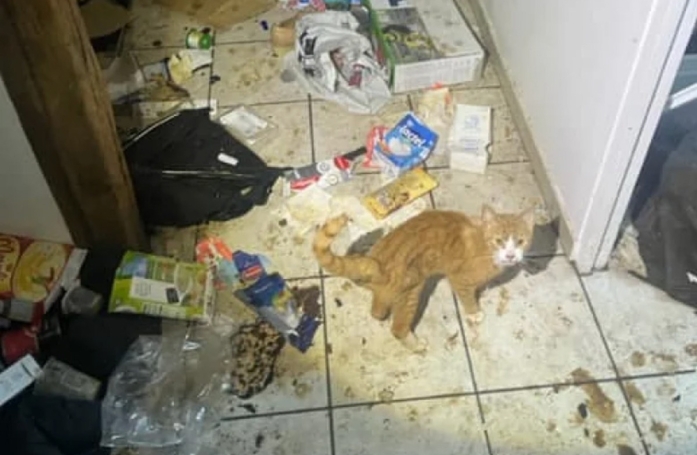 Un gendarme au grand cœur décide de changer le destin d'un chat livré à lui-même dans un appartement insalubre