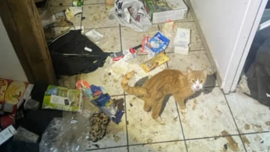 Illustration : Un gendarme au grand cœur décide de changer le destin d'un chat livré à lui-même dans un appartement insalubre