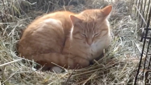 Illustration : "Après avoir appris qu'une cane ne couvait pas ses œufs, ce chat de ferme a pris la plus adorable des habitudes (vidéo)"