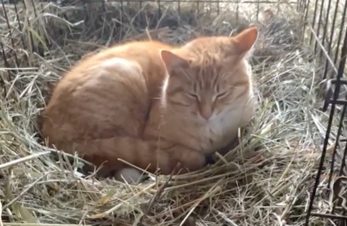 Après avoir appris qu'une cane ne couvait pas ses œufs, ce chat de ferme a pris la plus adorable des habitudes (vidéo)