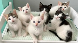 Illustration : "Ne pouvant plus être allaités par leur maman, ces 6 adorables chatons s’unissent pour faire face à l’adversité"