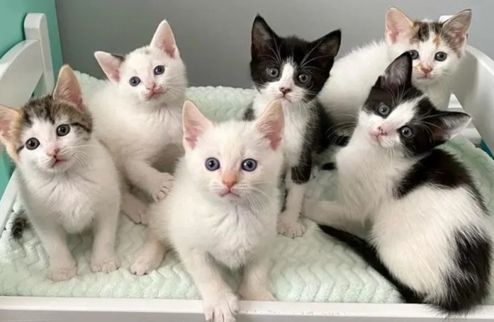 Ne pouvant plus être allaités par leur maman, ces 6 adorables chatons s’unissent pour faire face à l’adversité