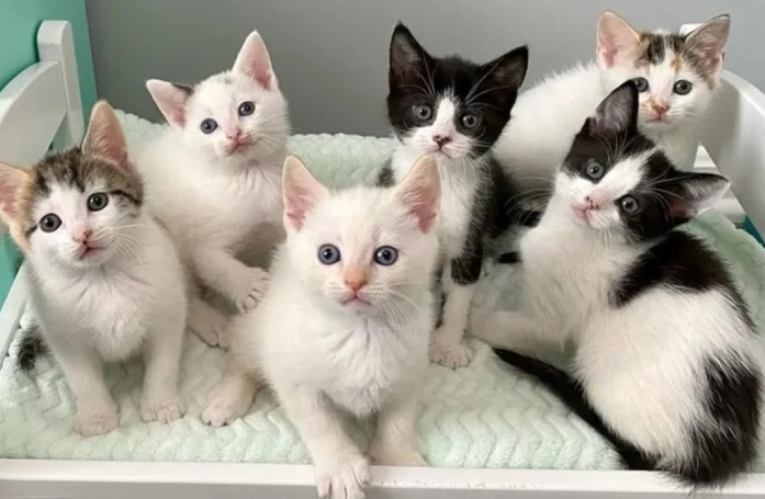 Ne pouvant plus être allaités par leur maman, ces 6 adorables chatons s’unissent pour faire face à l’adversité