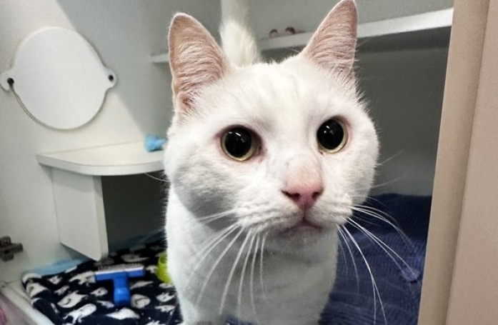 Après avoir fait ses adieux à sa maîtresse bienaimée, un chat est pris en charge par une association déterminée à lui trouver une nouvelle famille
