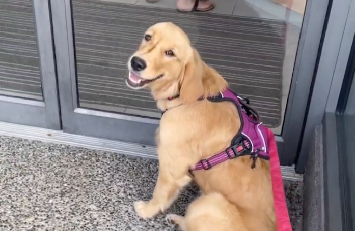 La réaction étonnante et adorable d'une chienne qui peine à cacher sa joie lors des rendez-vous chez son vétérinaire préféré (vidéo)