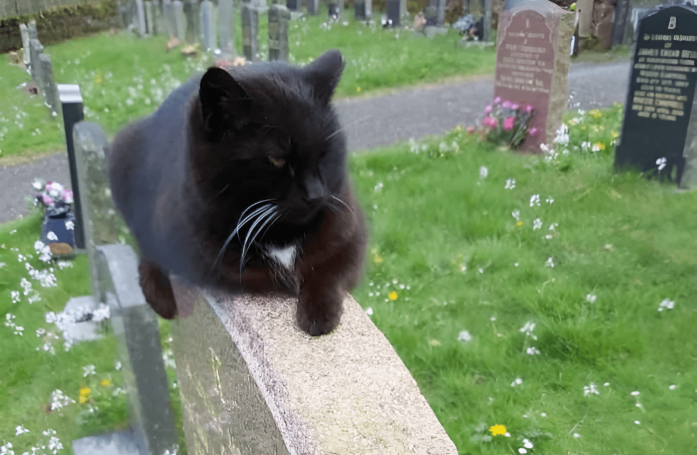 Par sa simple présence, ce gentil chat apporte beaucoup de réconfort aux personnes endeuillées assistant aux enterrements de son village