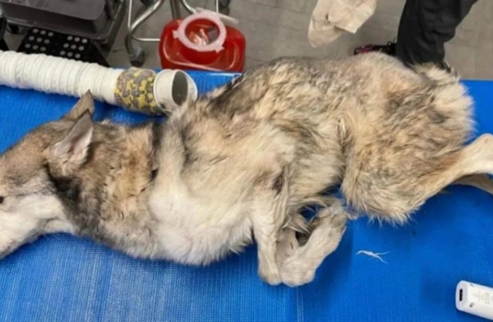 Abandonnée dans un sac poubelle, une chienne agonisante se bat pour survivre et trouver enfin le bonheur (vidéo)
