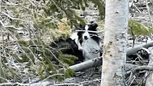 Illustration : "Disparu en montagne depuis des semaines, un chien épuisé est miraculeusement secouru par un randonneur"