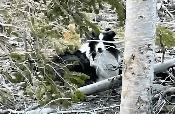 Disparu en montagne depuis des semaines, un chien épuisé est miraculeusement secouru par un randonneur