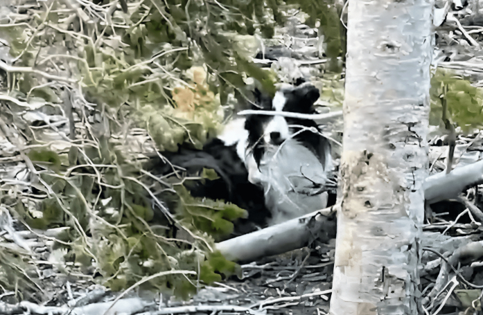 Disparu en montagne depuis des semaines, un chien épuisé est miraculeusement secouru par un randonneur