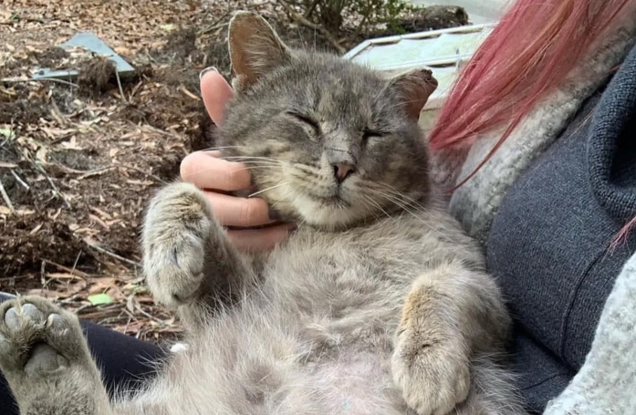 Un chat livré à lui-même dans la rue change la vie des personnes lui ayant offert l'hospitalité et de chatons orphelins