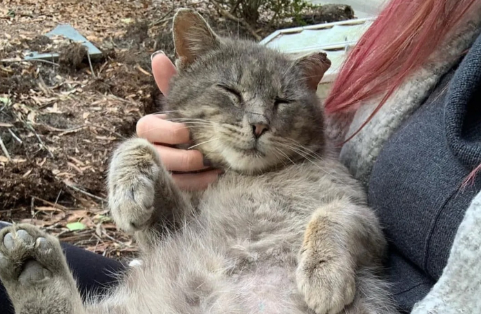 Un chat livré à lui-même dans la rue change la vie des personnes lui ayant offert l'hospitalité et de chatons orphelins