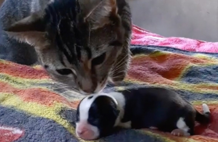 Une chatte pleine de bonté décide d'ouvrir son cœur et d'aimer un chiot orphelin âgé de quelques jours comme son propre petit (vidéo)