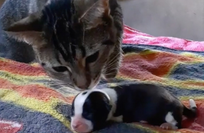 Une chatte pleine de bonté décide d'ouvrir son cœur et d'aimer un chiot orphelin âgé de quelques jours comme son propre petit (vidéo)