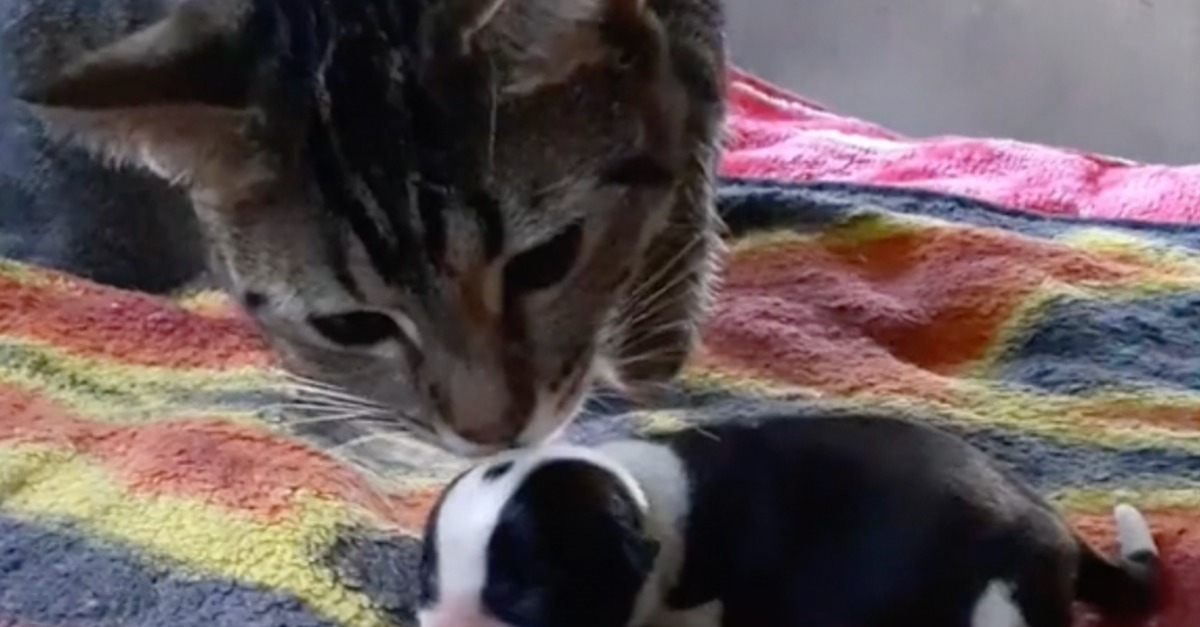 Video Comment Faire Déborder Une Chatte Pleine De Sperme