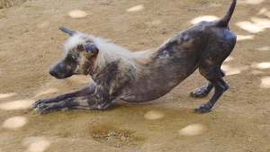 Illustration : "Cette chienne errante ressemblait à une hyène lors de son sauvetage avant une transformation déconcertante (vidéo)"