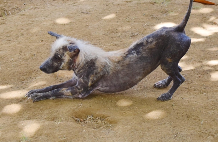 Cette chienne errante ressemblait à une hyène lors de son sauvetage avant une transformation déconcertante (vidéo)