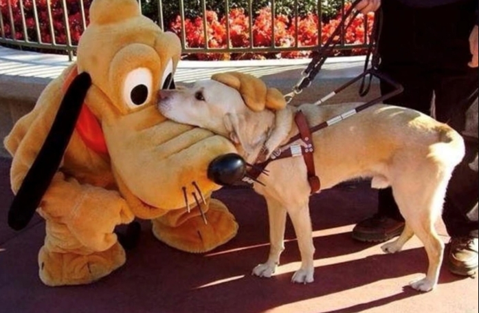 16 photos prouvant que les chiens sont des partenaires de vie au grand cœur