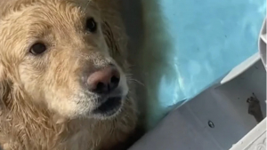 Illustration : "L’irrésistible caprice d’un Golden Retriever qui refuse de sortir de sa piscine séduit des millions d’internautes (vidéo)"