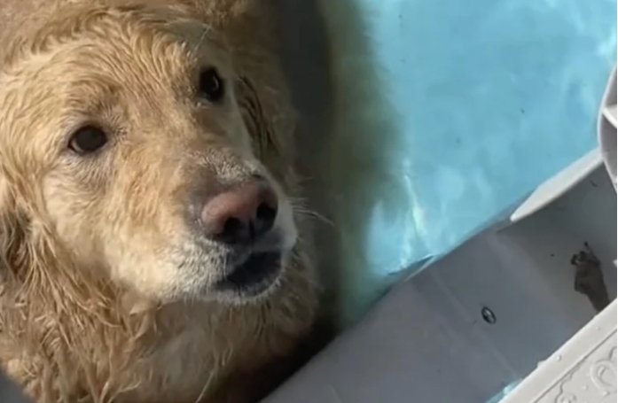 L’irrésistible caprice d’un Golden Retriever qui refuse de sortir de sa piscine séduit des millions d’internautes (vidéo)