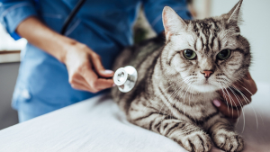 Illustration : "Quels sont les signes indiquant qu’un chat ou un chien est malade ?"
